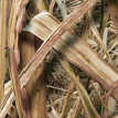 Mossy Oak Shadow Grass Blades