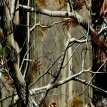 RealTree APHD Camo